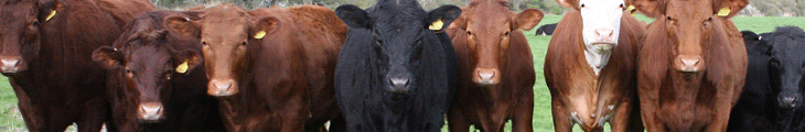 Agro D'Apice S.A.