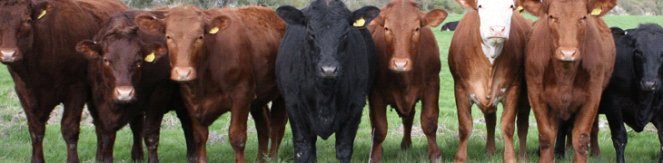 Agro D'Apice S.A.